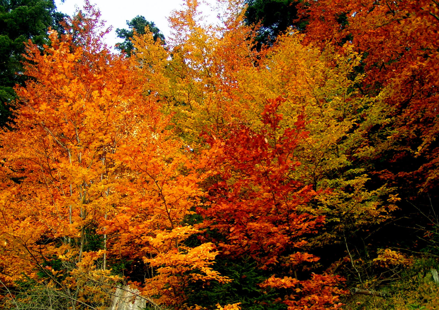 Farbenspiele der Natur