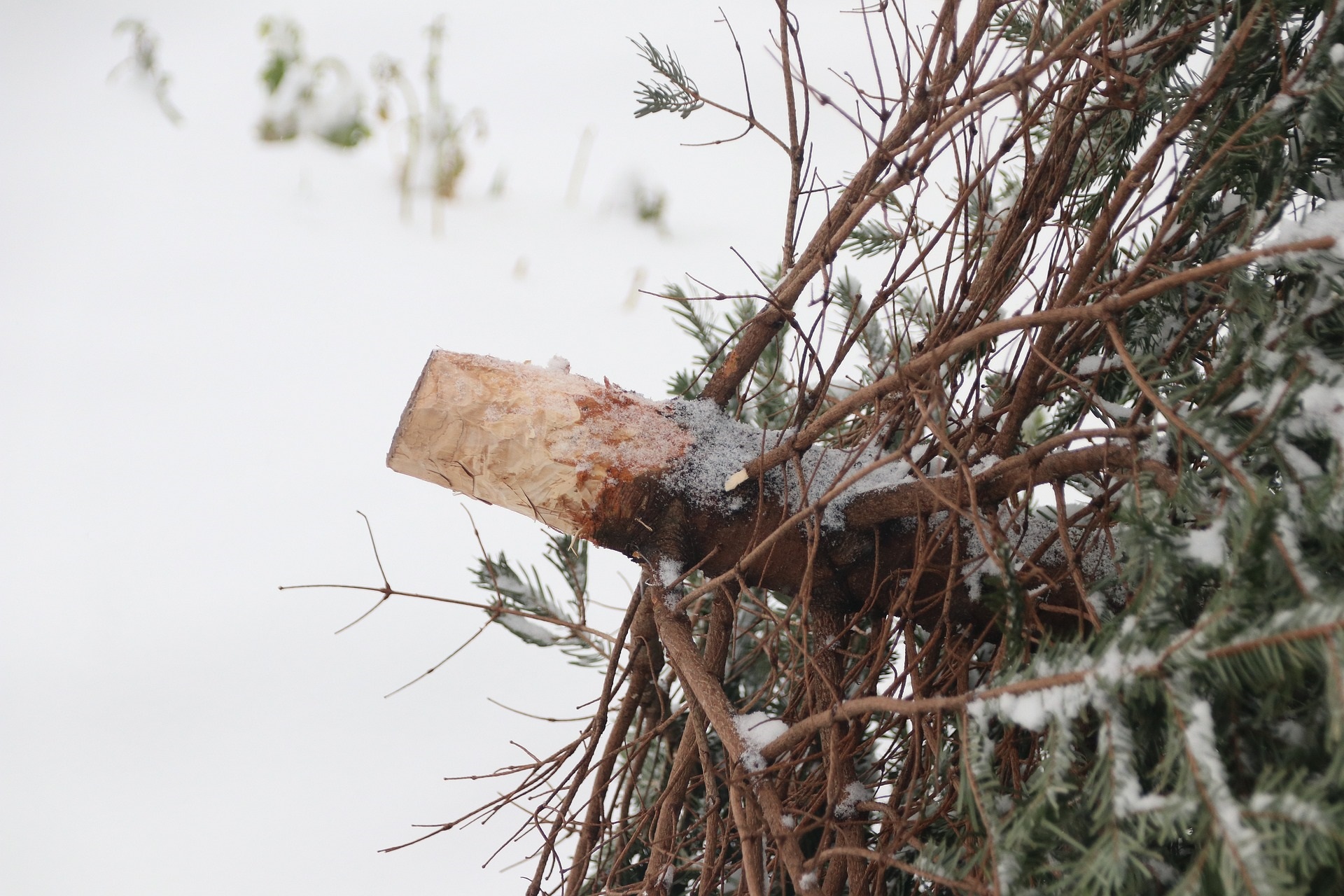 Entsorgung Weihnachtsbaum (Foto: Pixabay)